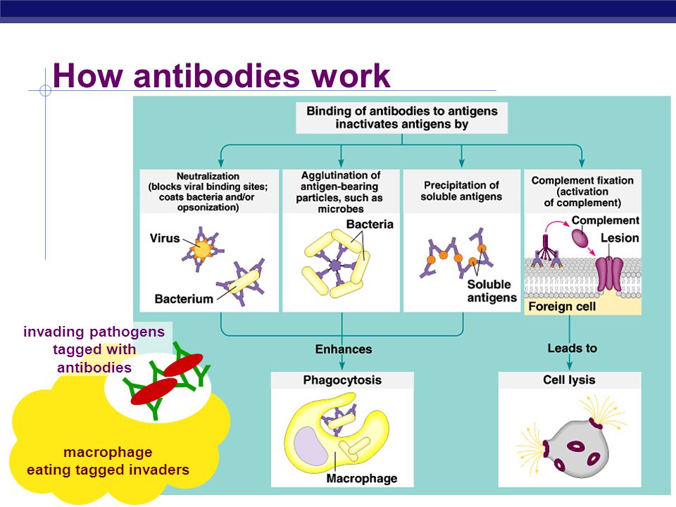 Antibodies How do Antibodies work