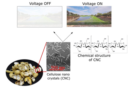 Indian scientists develop smart screens from discarded groundnut shells | Department Of Science & Technology