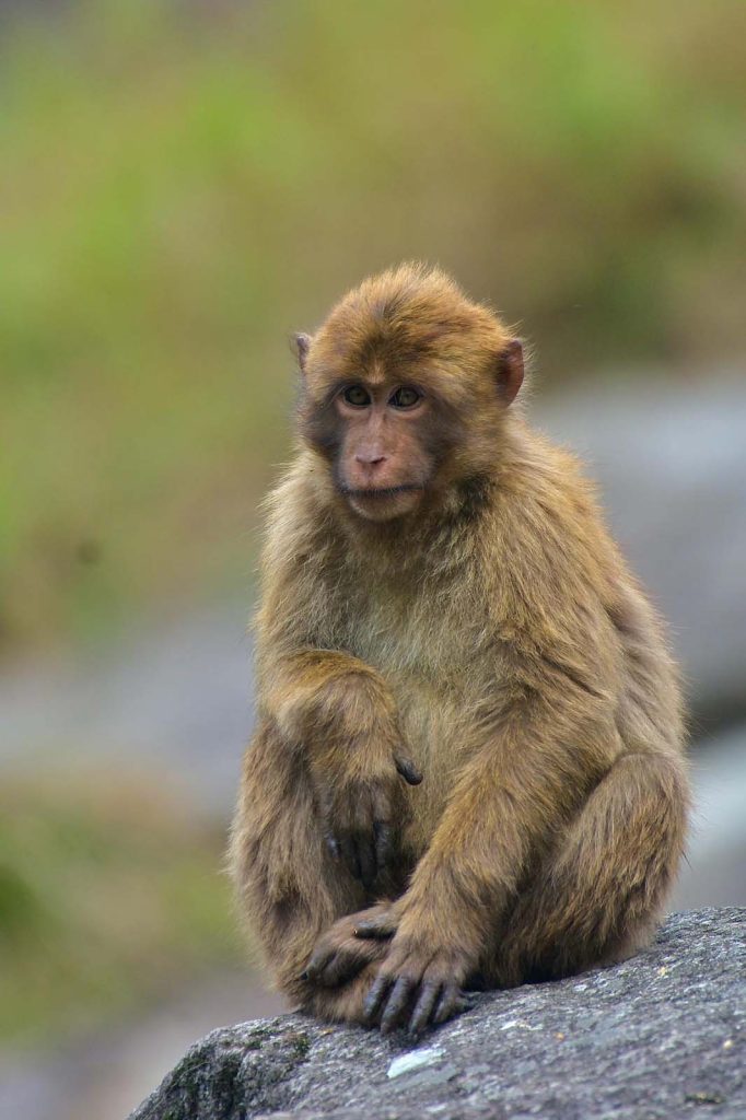 Sela Macaque