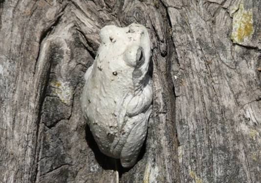 African grey foam-nest tree frog (Chiromantis xerampelina) and its arboreal foam nest