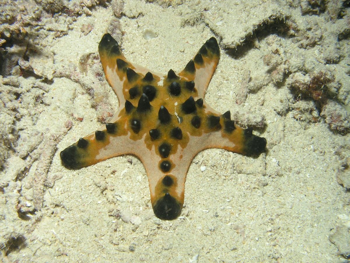 Chocolate-chip sea star (Protoreaster nodosus)