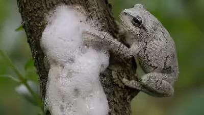 Grey foam-nest tree frog (Chiromantis xerampelina) building its aerial foam nest over water.