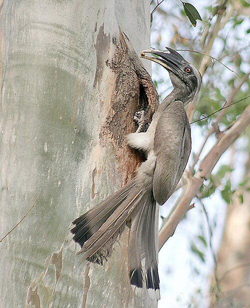 Indian Grey Hornbill (Ocyceros birostris) in Gir forest