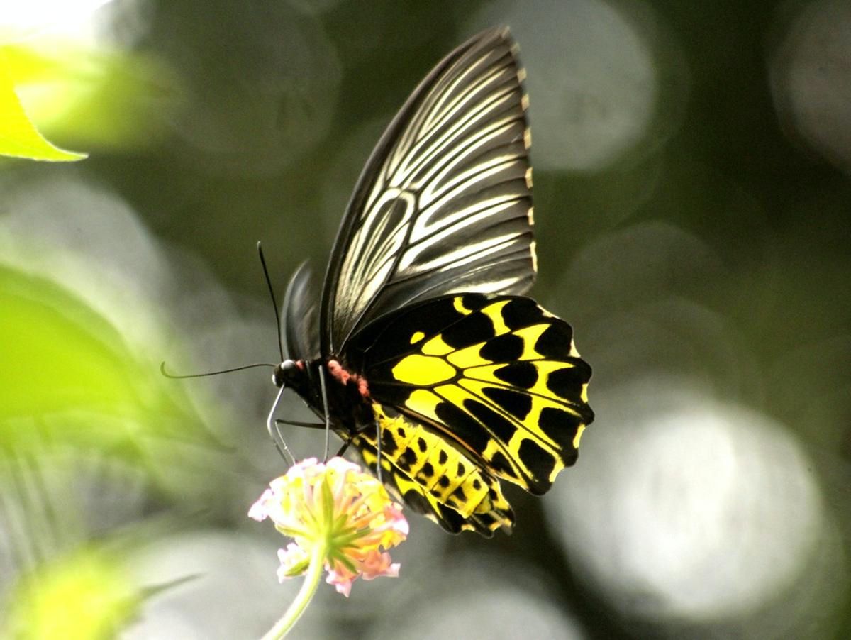 Lime butterfly found in Bodoland Territorial Region of Northeast India