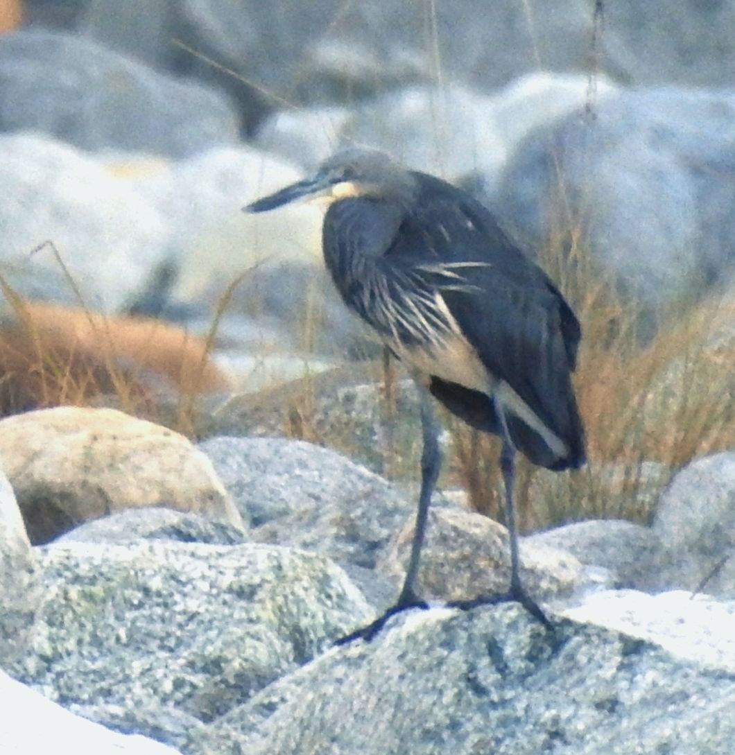 White-bellied heron (Ardea insignis) in Arunachal Pradesh